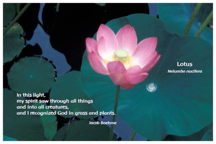Flower Photo Print - Lotus